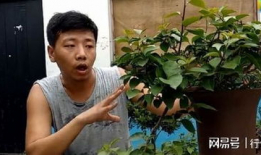 三角梅怎么修剪视频,视频教程精华概述